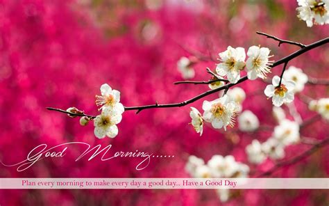 Beautiful Morning Wishes HD Wallpapers - Dazzling Wallpaper | Spring ...