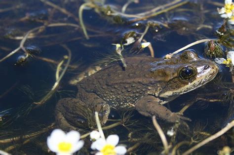 Columbia Spotted Frog Habitat & Management Information - LandPKS