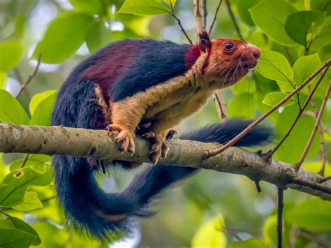 Malabar giant squirrel: Remarkable multicoloured rodent photographed in ...