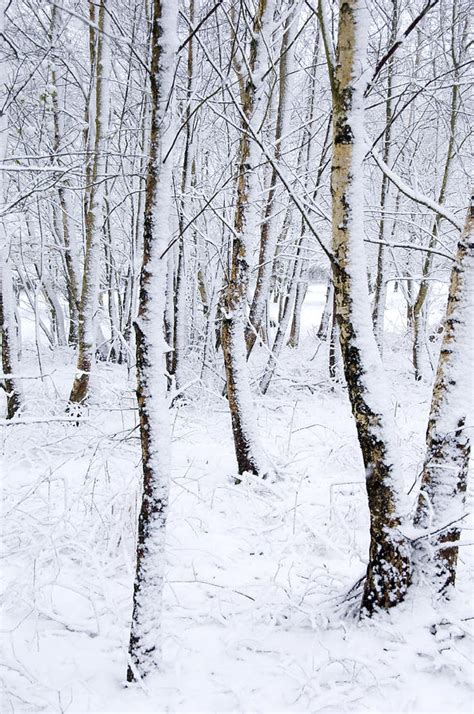 Photos Of Birch Trees In Winter