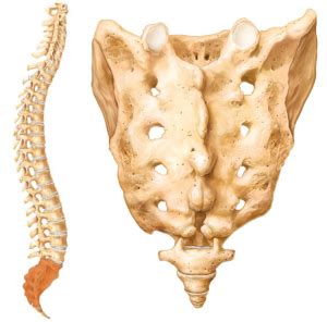 Your Sacrum & Your Coccyx | Clearview Chiropractic