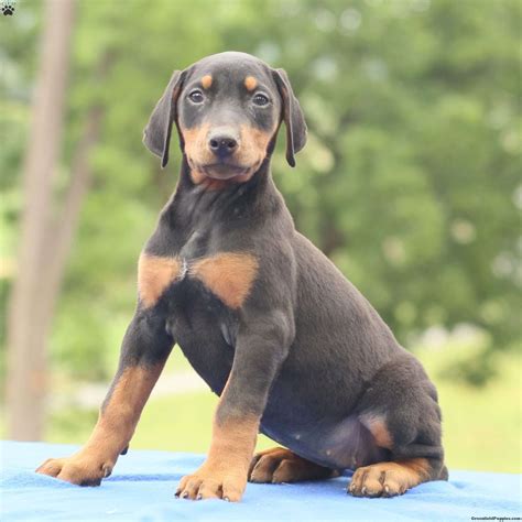 Doberman Pinscher Puppies For Sale | Greenfield Puppies