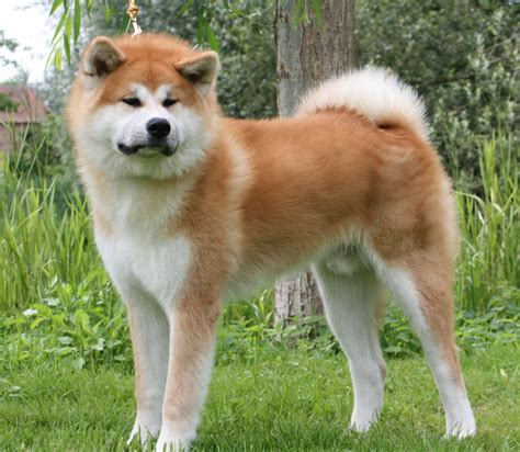 Japanese Akita Inu Info, Temperament, Puppies, Pictures