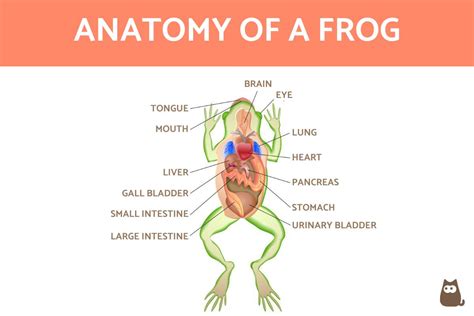 Frog External Anatomy Worksheet