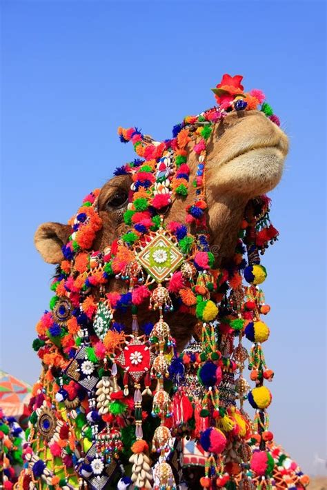 Portrait of Decorated Camel at Desert Festival, Jaisalmer, India Stock ...