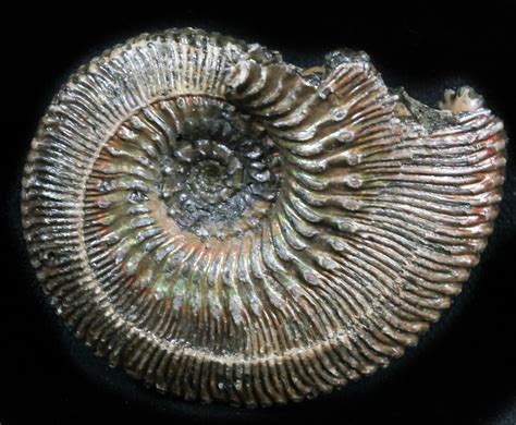 2.05" Pyritized Ammonite (Kosmoceras) Fossil - Russia (#34606) For Sale ...