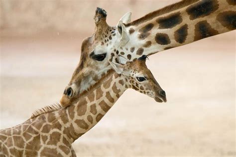 Neck nuzzle by EPA - Magical Nature Tour