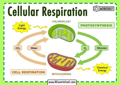 Cellular Respiration Diagram Worksheet - Printable Word Searches