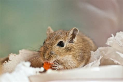 121 Best Gerbil Names In 2024 - We're All About Pets