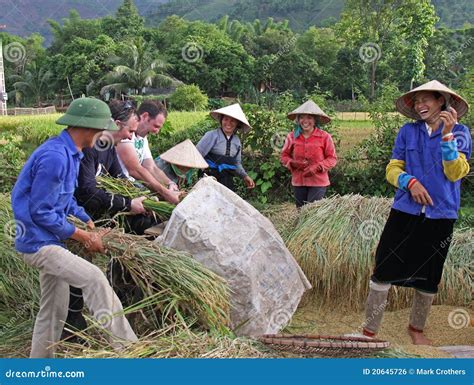 Rice Harvest Vietnam stock photo. Image of farmers, worker - 20645726