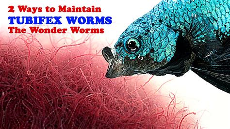 2 Ways To Maintain Tubifex Worms | Tropical Fish Live Food | Betta Fish