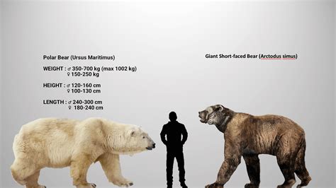 Accurate size comparison between the giant short-faced bear and the ...