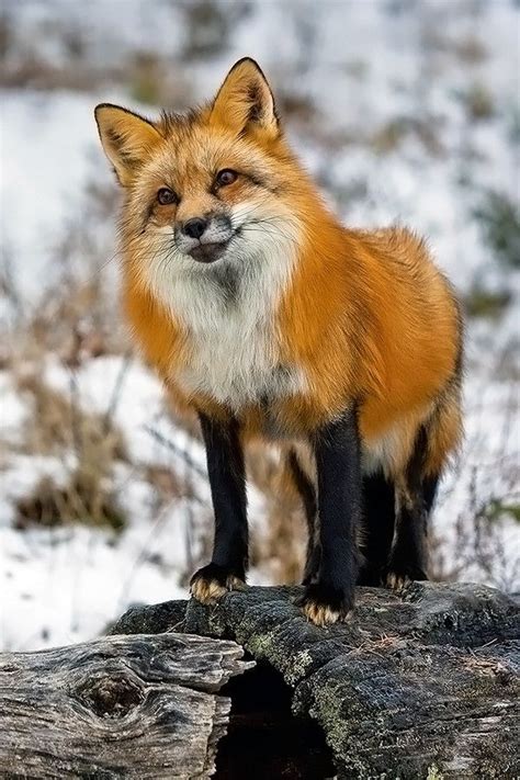 Red Fox...beautiful colors | Cute pets and animals | Pinterest