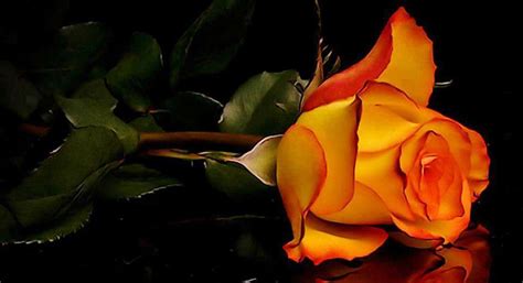 orange rose - Flowers Photo (34561098) - Fanpop