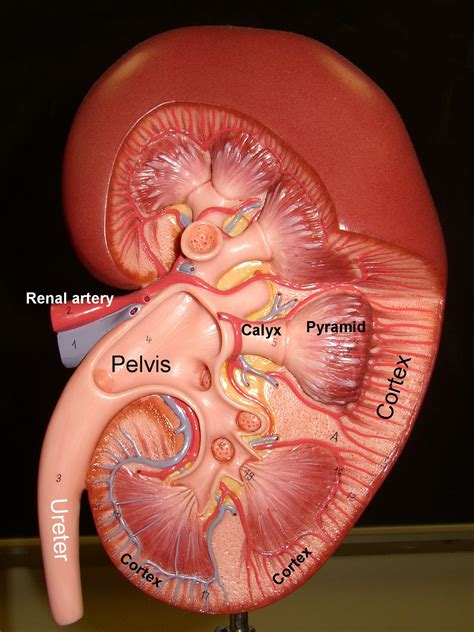 kidney | Anatomia médica, Escola de medicina, Corpo humano