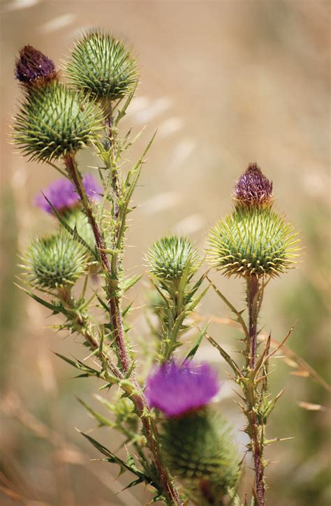 Russian Thistle 2 – Oregon Family Farm Association