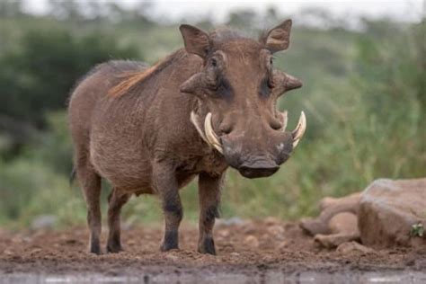 Warthog - A-Z Animals