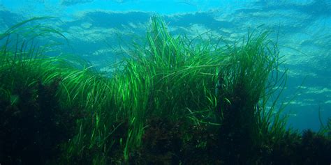 The importance of seagrass: Why we should conserve this marine habitat ...