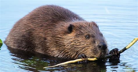 Beaver Spirit Animal Symbolism & Meaning