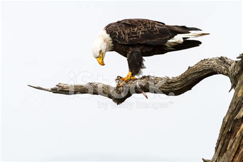 Eagle Eating Fish Stock Photo | Royalty-Free | FreeImages