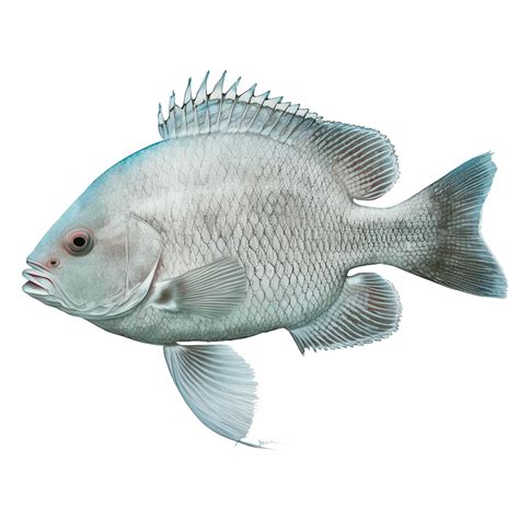 White Tilapia (Oreochromis Niloticus) - Urban Fish Farmer