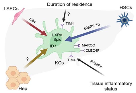 IJMS | Free Full-Text | An Eye on Kupffer Cells: Development, Phenotype ...