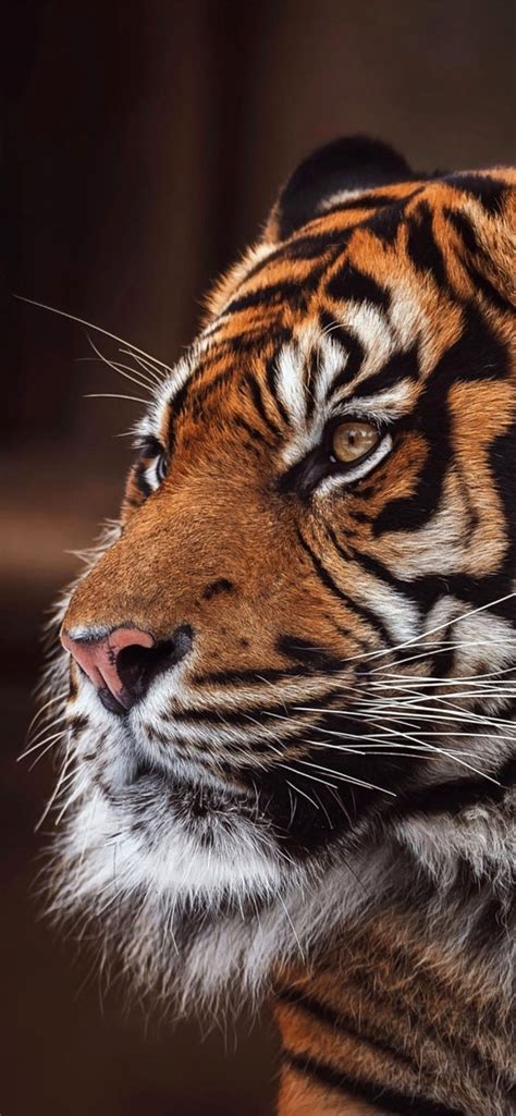 🔥 Download Tiger Wallpaper 4k iPhone Gallery by @mrodriguez23 | 4K HD ...