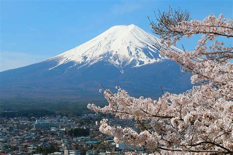 Cherry Blossom Reports 2017 - Mount Fuji: Full Bloom