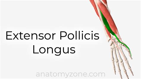 Extensor Pollicis Longus - Origin, Insertion, Action, 3D Model ...