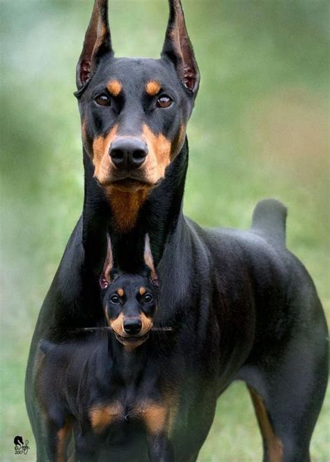 This Is what Your Favorite Dog Breed Says About You | Doberman pinscher ...