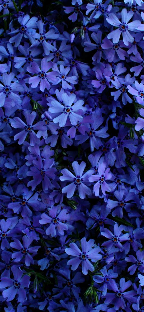 Dark Blue Flowers Background