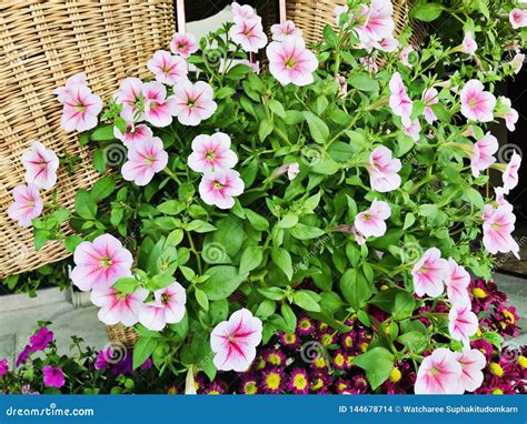 Pink & White Petunia Flowers. Stock Photo - Image of flower, decorate ...