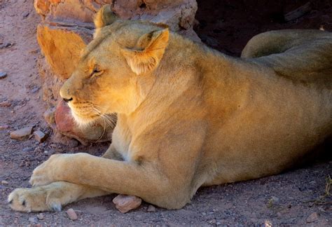 a close up of a lion laying on the ground next to a rock wall with its ...