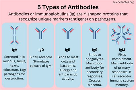 Types of Antibodies and Their Functions