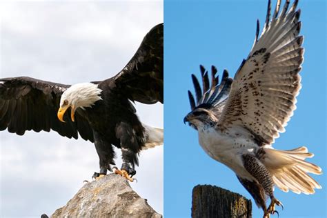 Eagle vs. Hawk - Difference between Eagle and Hawk explained