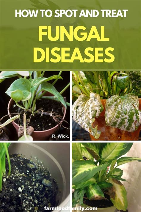 How to Spot and Treat Fungal Diseases - FarmFoodFamily