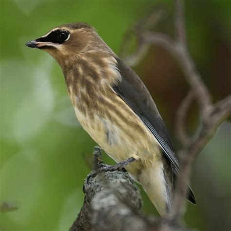 A juvenile Cedar Waxwing