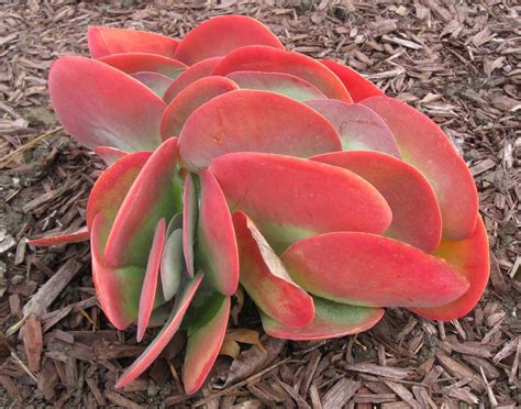 Red Succulent #3 Green Cactus, Cactus Garden, Green Plants, Succulents ...