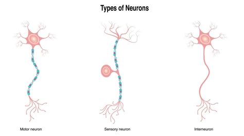 Different Types of Neurons in 2023 | Types of neurons, Neurons ...