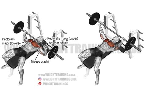 View Bench Press Guide Chart Background