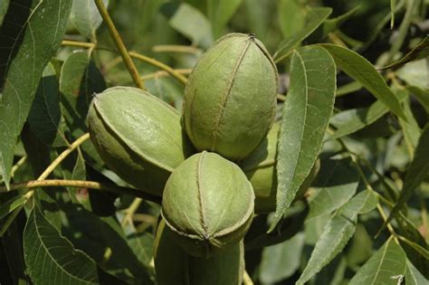 The Best Time To Plant Pecan Trees (And How to Do It) - Tree Journey