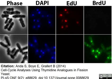 Anti Mouse IgG1 Antibody | Bio-Rad Antibodies (formerly AbD Serotec)