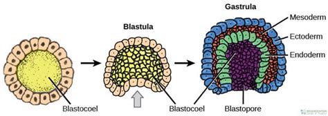 Human Gastrulation Diagram