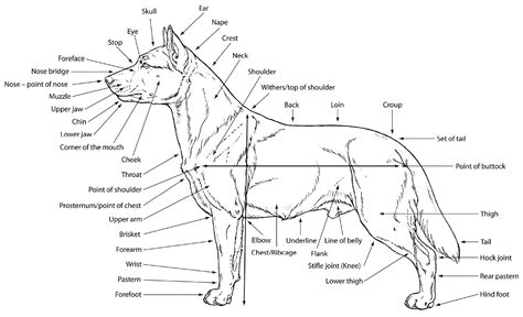 Pregnant Dog Anatomy Diagram