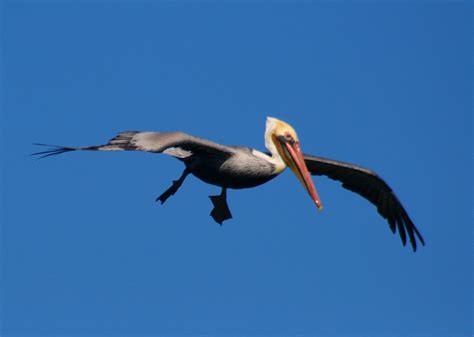 Free photo: Flying Pelican - Animal, Bird, Flying - Free Download - Jooinn