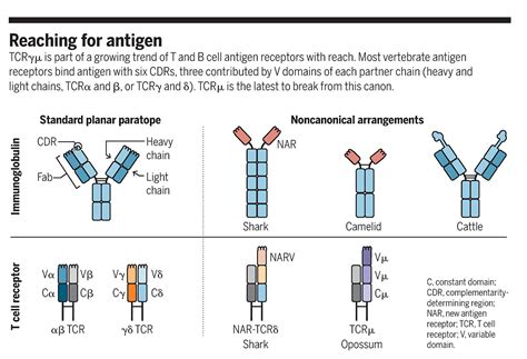 Unusual T cell receptor in opossum | Science