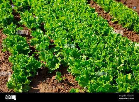 Growing green lettuce Stock Photo - Alamy