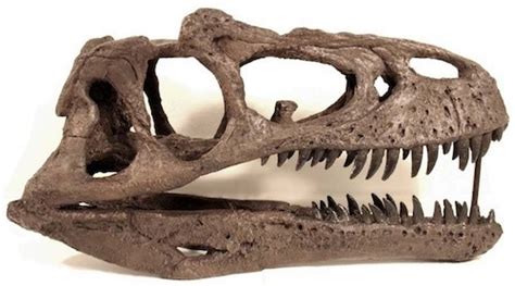 ALLOSAURUS FOSSILS, ALLOSAURUS TOOTH, ALLOSAURUS TEETH, ALLOSAURUS CLAW