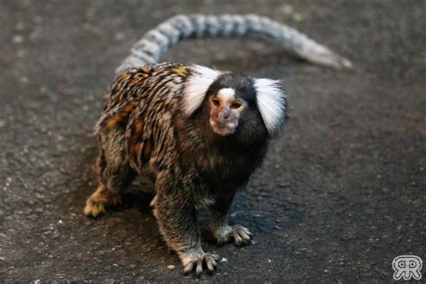 Common Marmoset by Renathory on DeviantArt