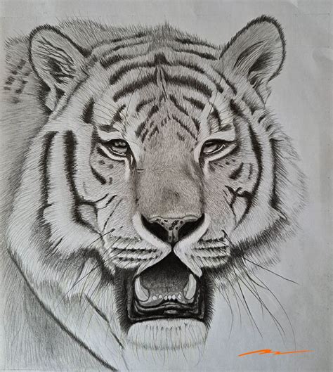 8 Steps to Easily Drawing a Realistic Tiger | Muus Art